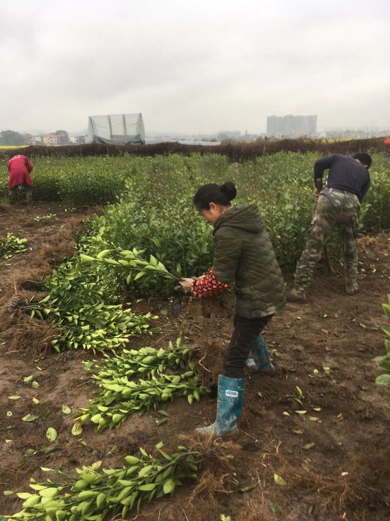 江西安福金兰柚土柚子萍乡安福蚕子树苗井冈蜜柚苗老树嫁接