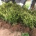 江西安福金兰柚土柚子萍乡安福蚕子树苗井冈蜜柚苗老树嫁接