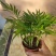 袖珍椰子盆栽袖珍椰子树苗室内花卉绿植净化空气水培