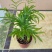 袖珍椰子盆栽袖珍椰子树苗室内花卉绿植净化空气水培
