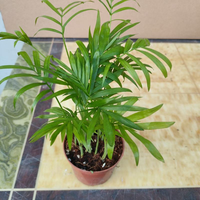 袖珍椰子盆栽袖珍椰子树苗室内花卉绿植净化空气水培
