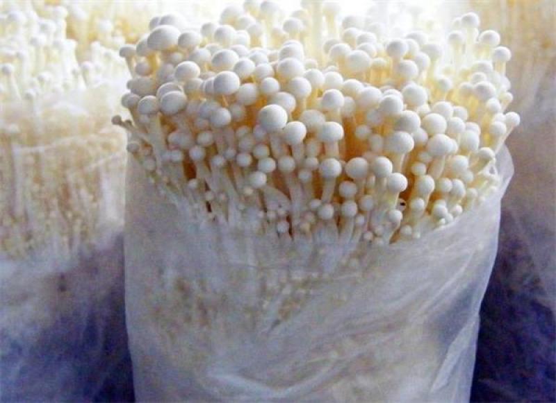 平菇菌包销售