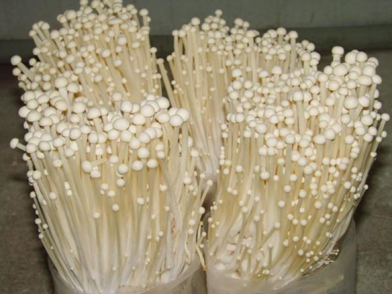 平菇菌包销售