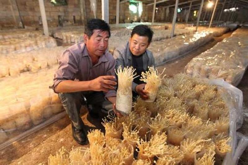 平菇菌包销售