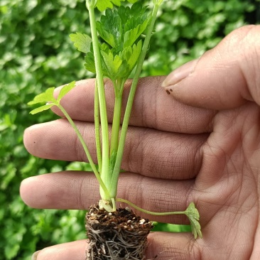 进口精品芹菜苗，长势好，抗病性强，产量高，免费技术指导
