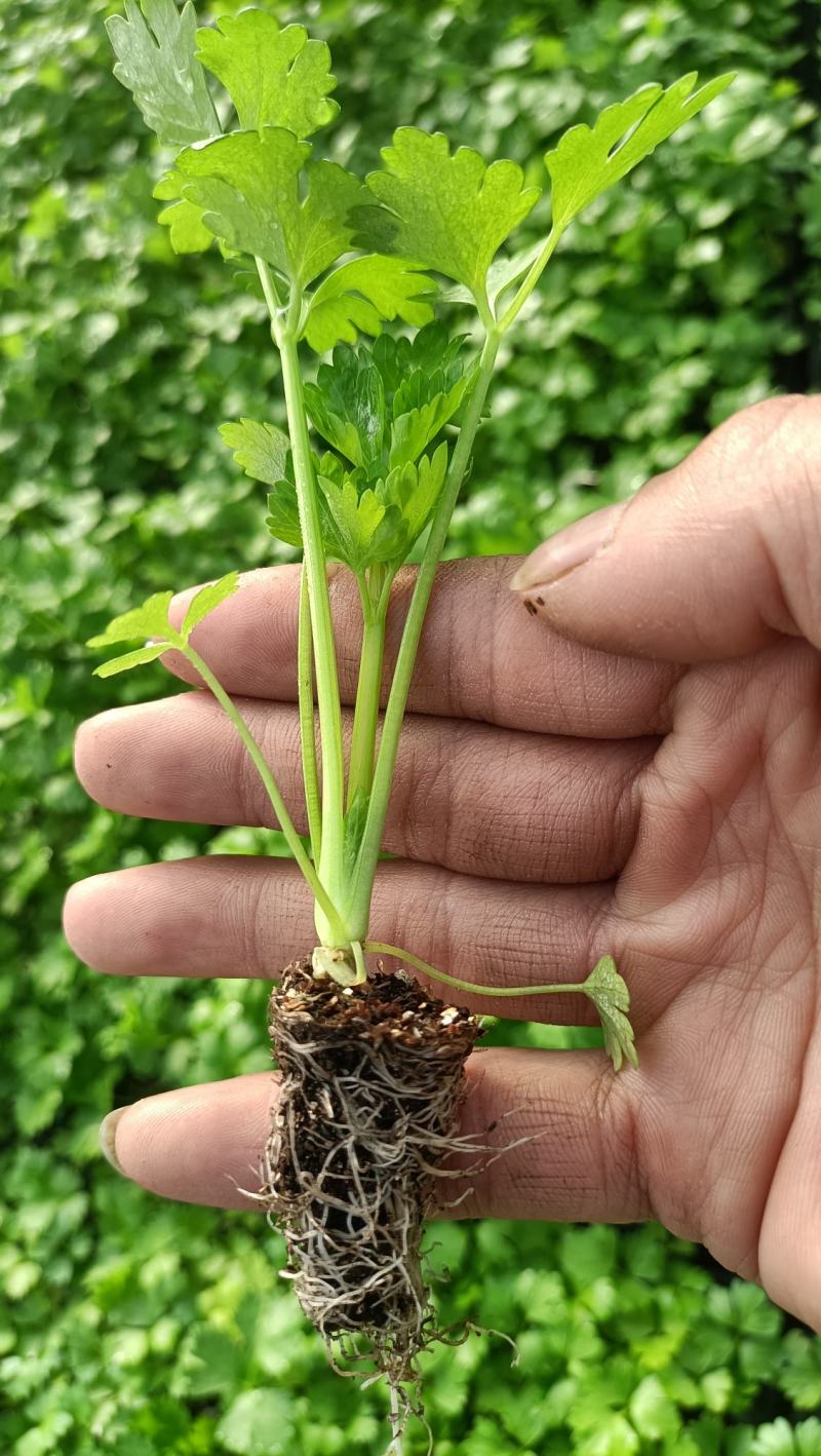 进口精品芹菜苗，长势好，抗病性强，产量高，免费技术指导