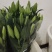粉百合鲜切花货源充足产地直发，新鲜直达，规格全