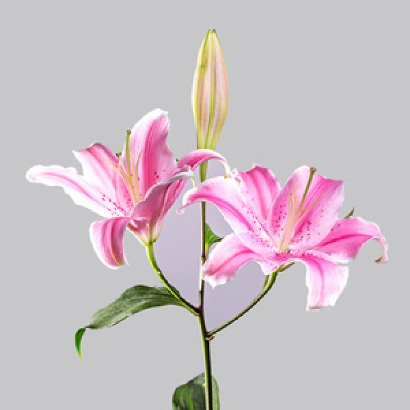 粉百合鲜切花货源充足产地直发，新鲜直达，规格全