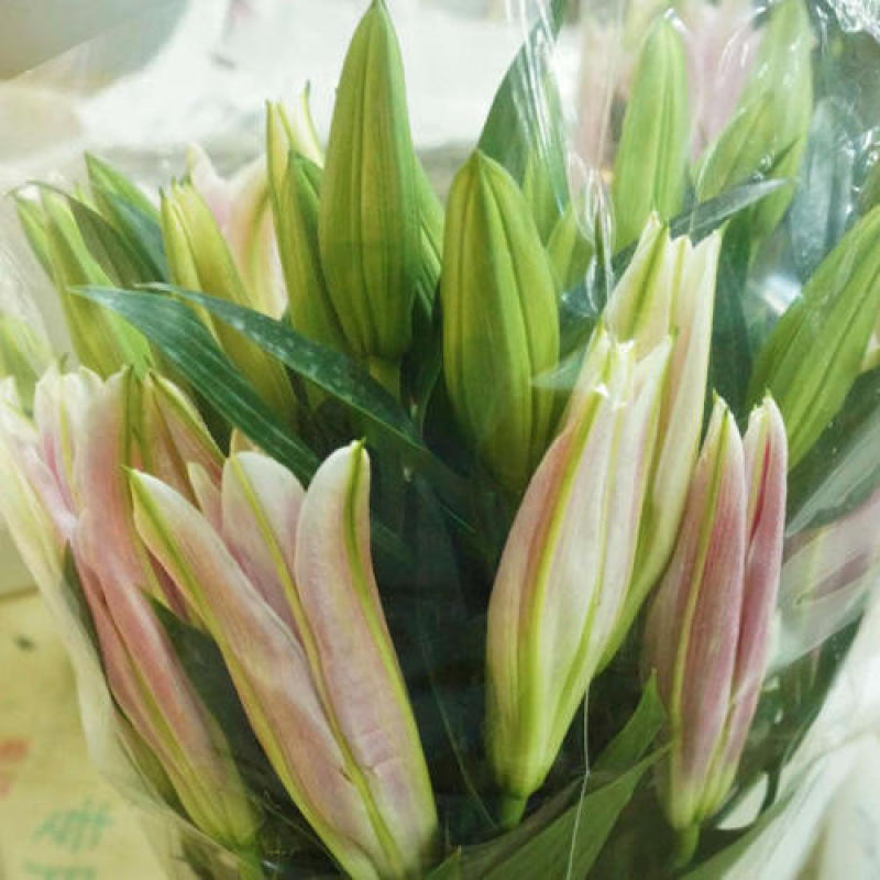 粉百合鲜切花货源充足产地直发，新鲜直达，规格全