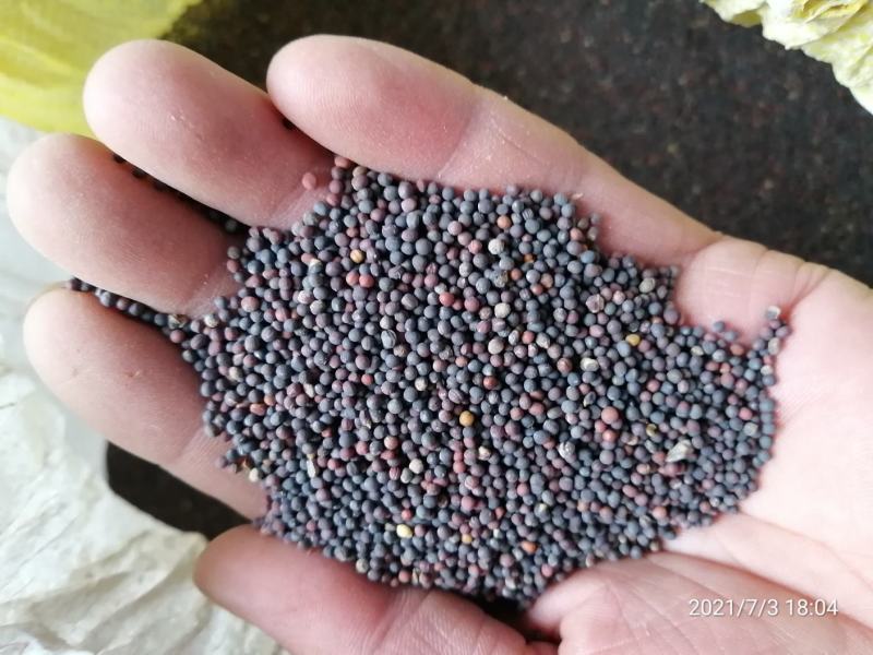 甘肃省庆阳市宁县“陇桥绿源”自然生长油菜籽