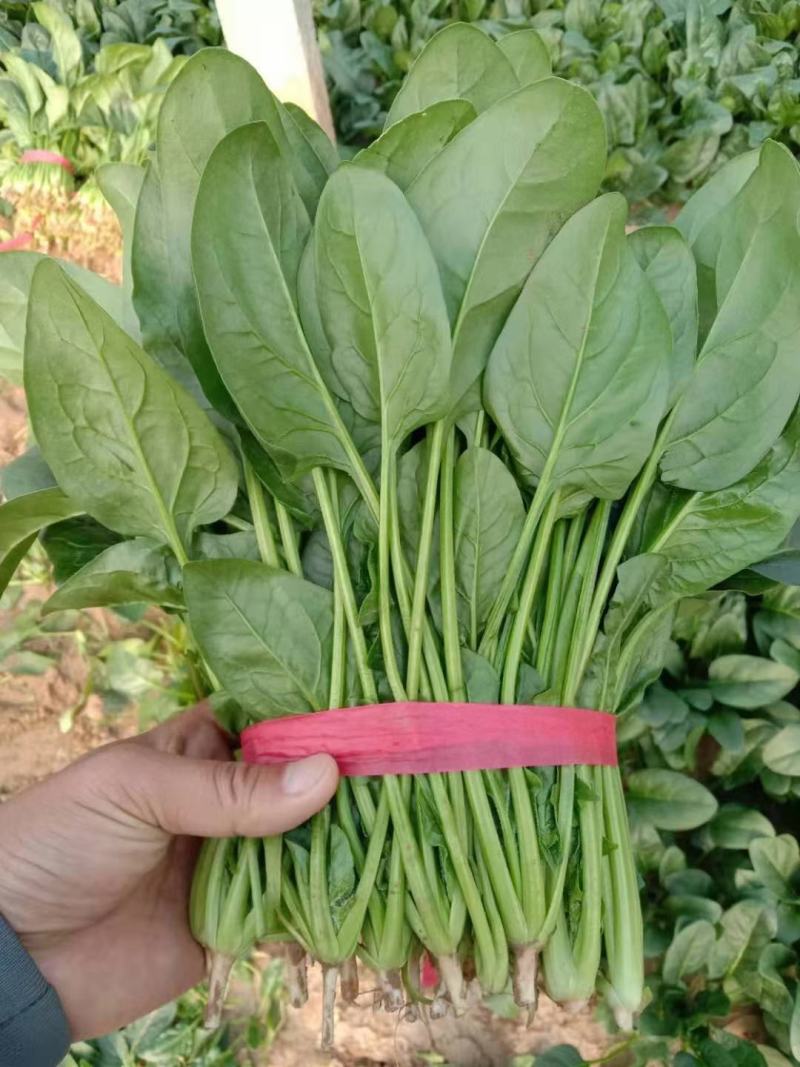 优质大叶菠菜，做工精细，诚信为本，保证质量