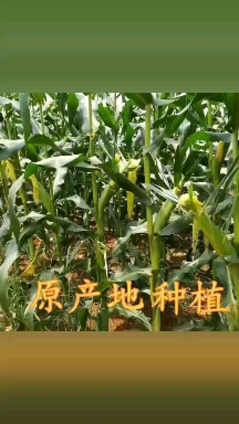 广东水果甜玉米笋新鲜玉米芯玉米笋带皮食材包邮。