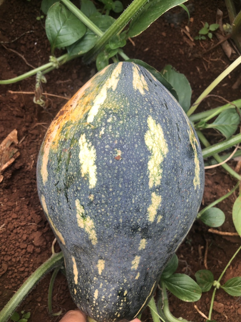 香芋南瓜