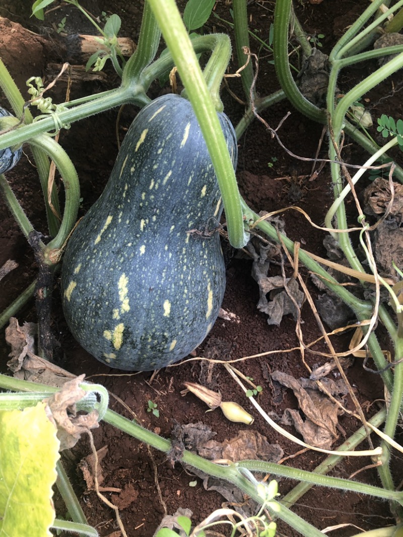香芋南瓜