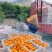 湖北甜橙秭归脐橙黄金橙普脐口感甜个头大水分足