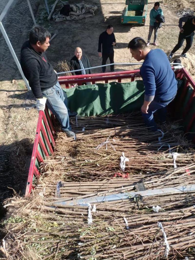 刺槐苗基地直销量大从优现挖现发欢迎咨询