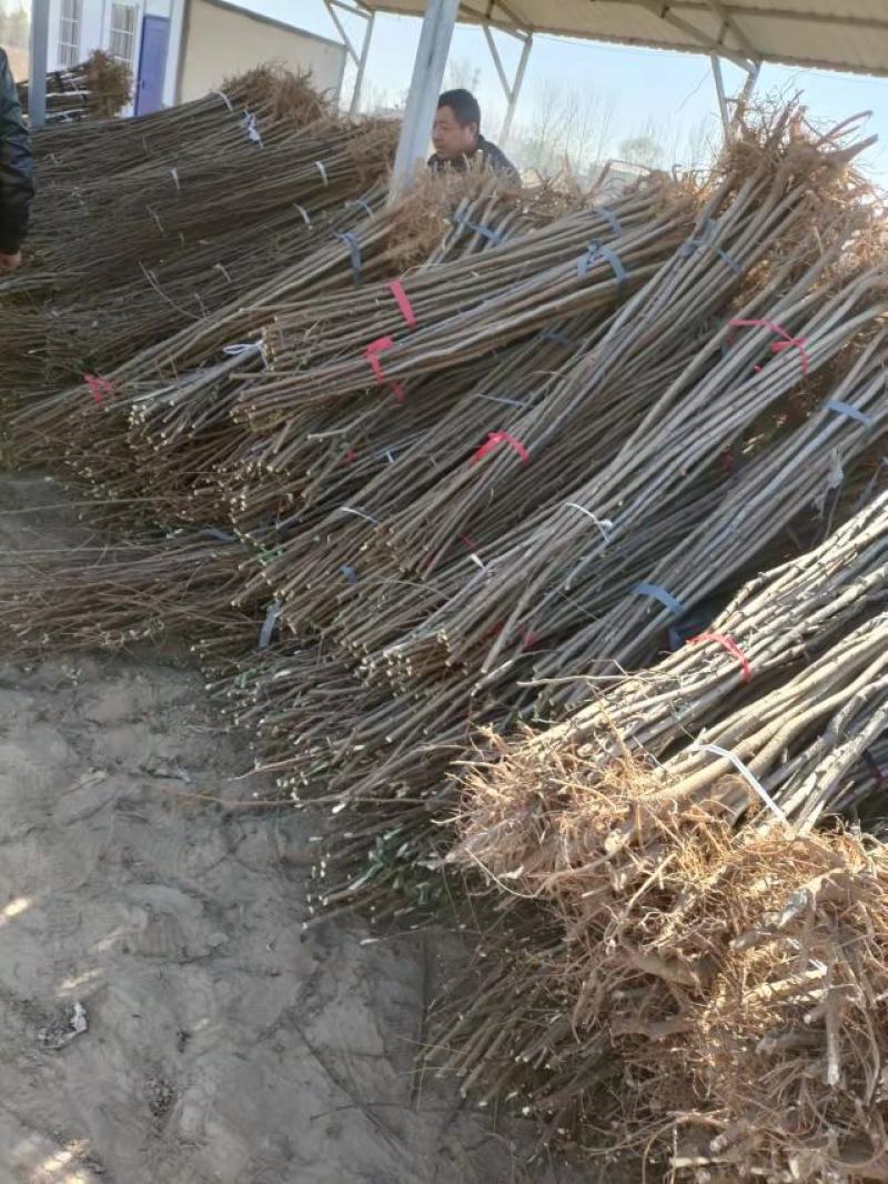 刺槐苗基地直销量大从优现挖现发欢迎咨询