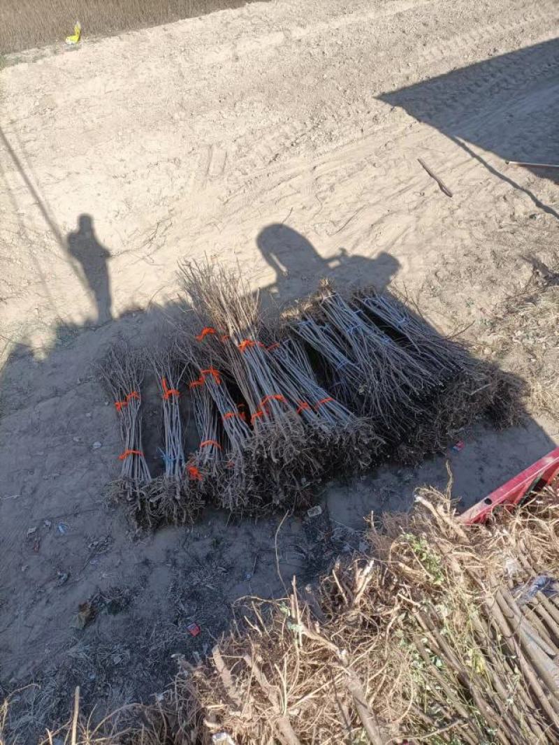刺槐苗基地直销量大从优现挖现发欢迎咨询