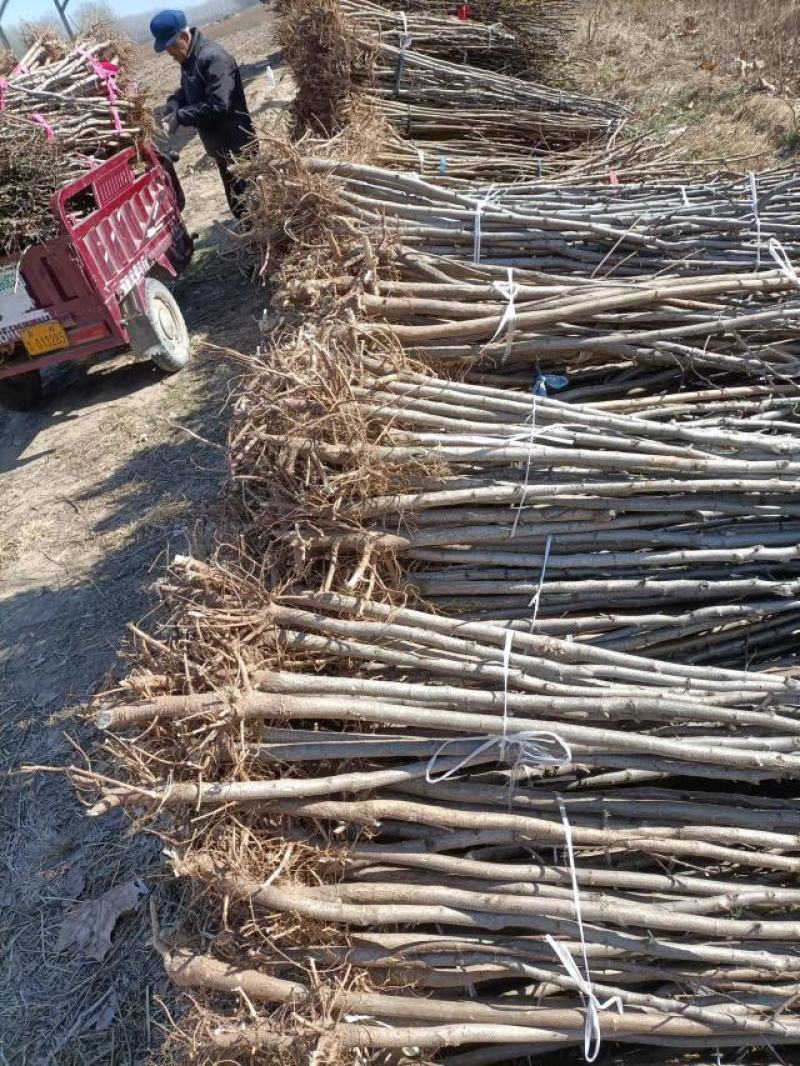 刺槐苗基地直销量大从优现挖现发欢迎咨询