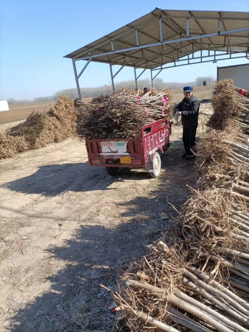 刺槐苗基地直销量大从优现挖现发欢迎咨询