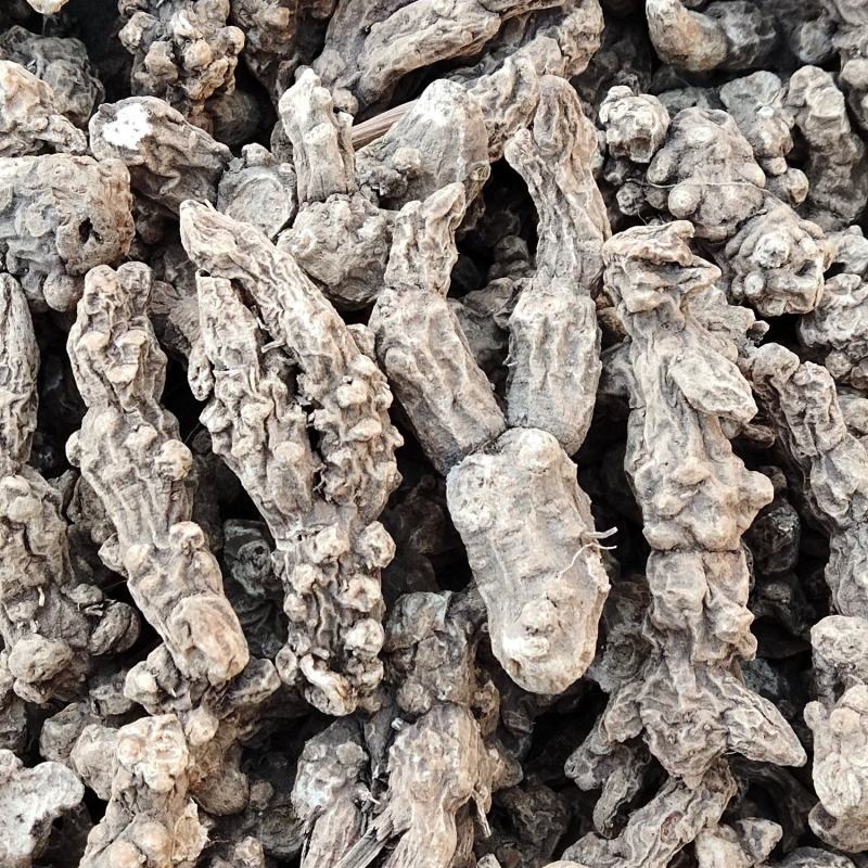 辽南条形朱砂点苍术大货