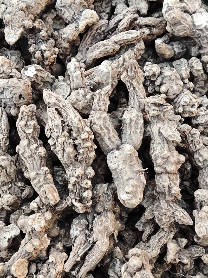 辽南条形朱砂点苍术大货