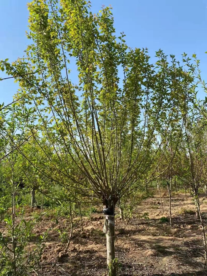 美人梅江苏宿迁沭阳基地直供无中间商大量供应！欢迎新老客