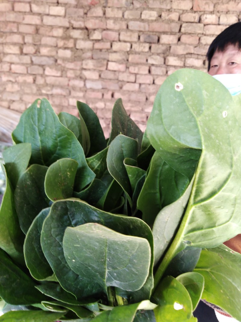 波菜