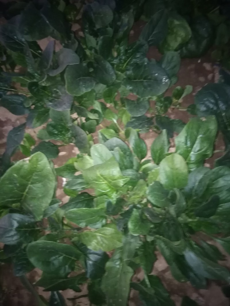 波菜