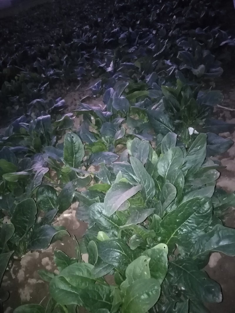波菜