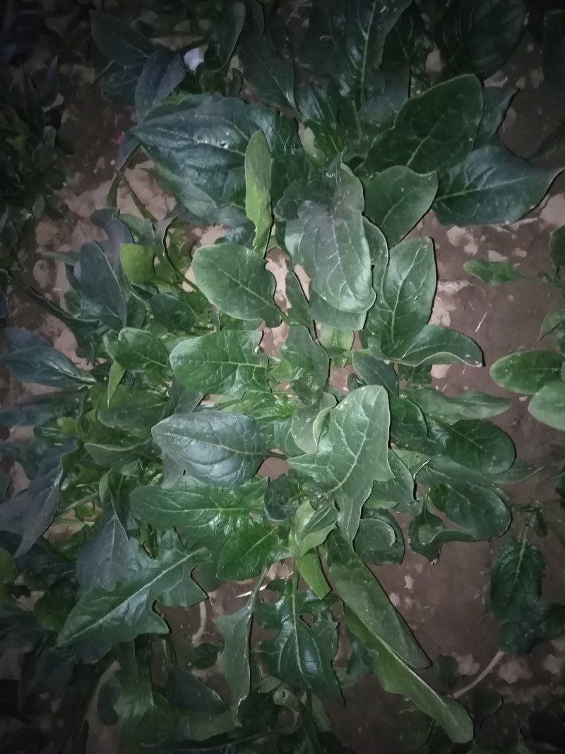 波菜