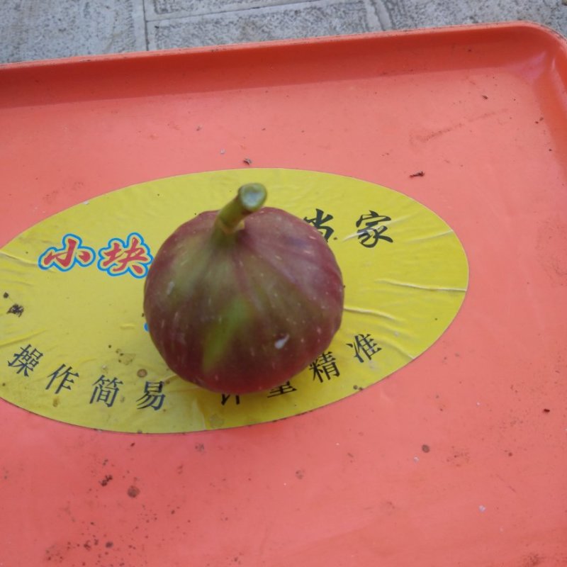 西双版纳无花果