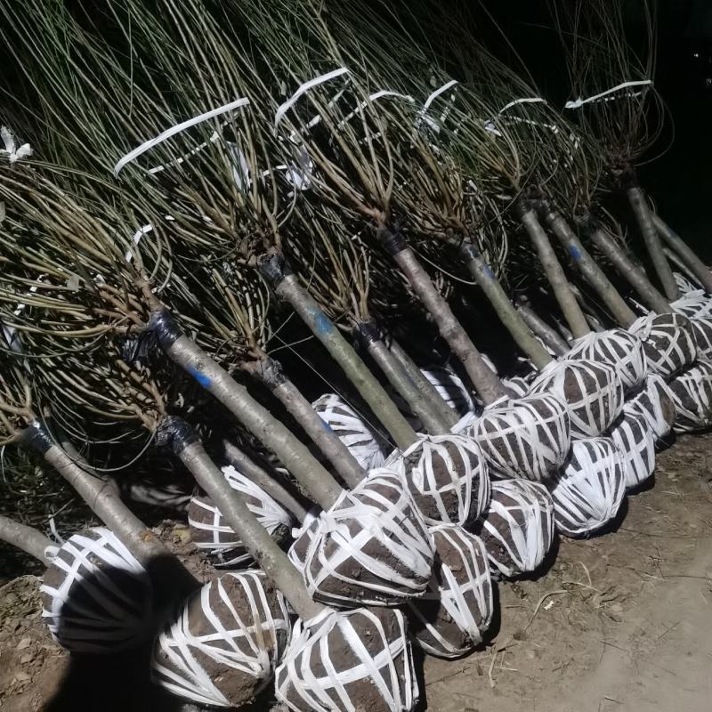 美人梅江苏宿迁沭阳基地直供无中间商大量供应！欢迎新老客
