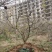 15-20公分石榴树
