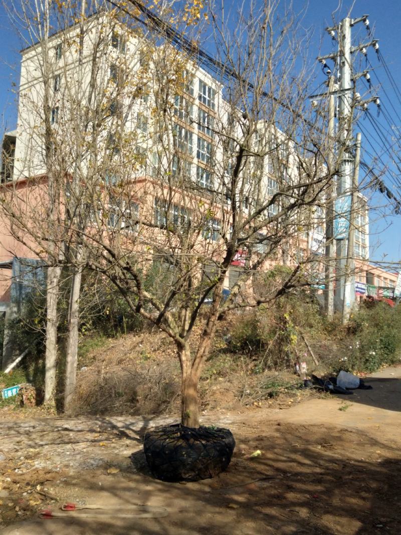15-20公分石榴树