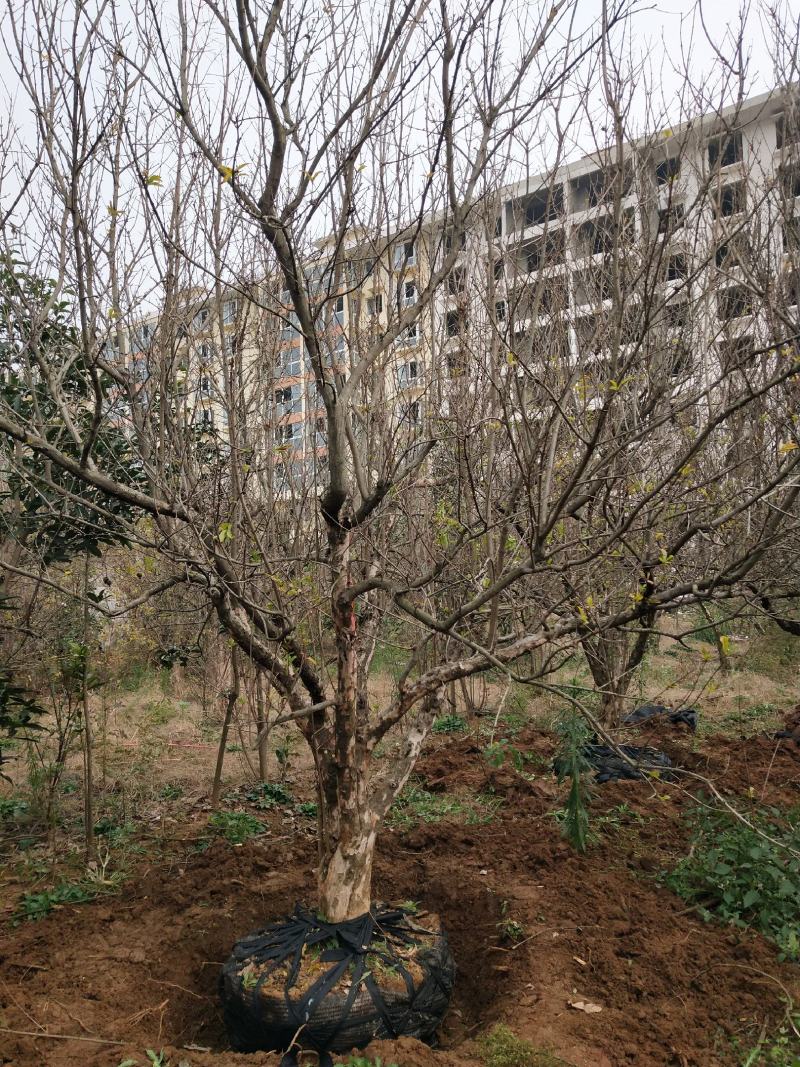 15-20公分石榴树
