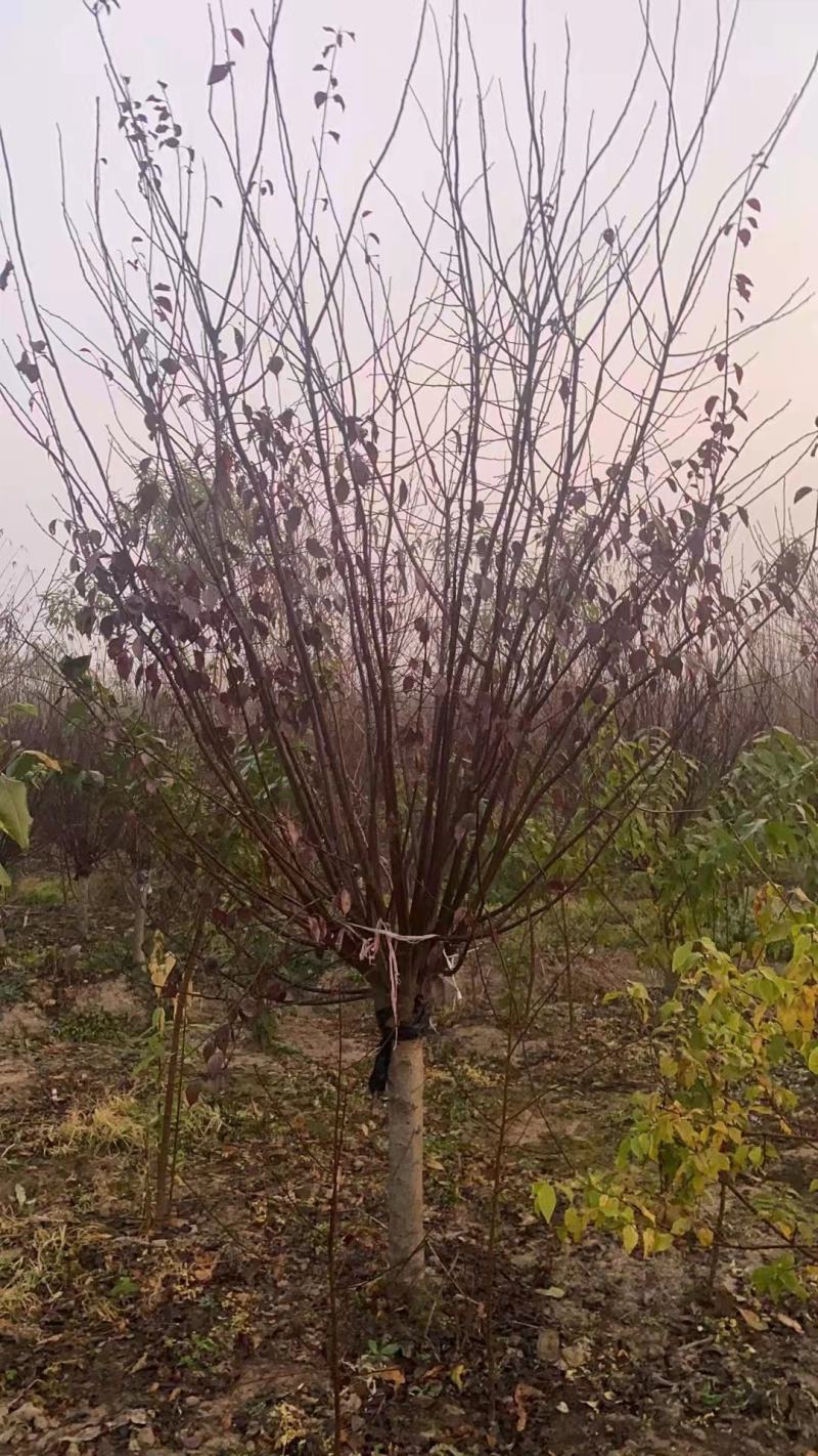 美人梅江苏宿迁沭阳基地直供无中间商大量供应！欢迎新老客