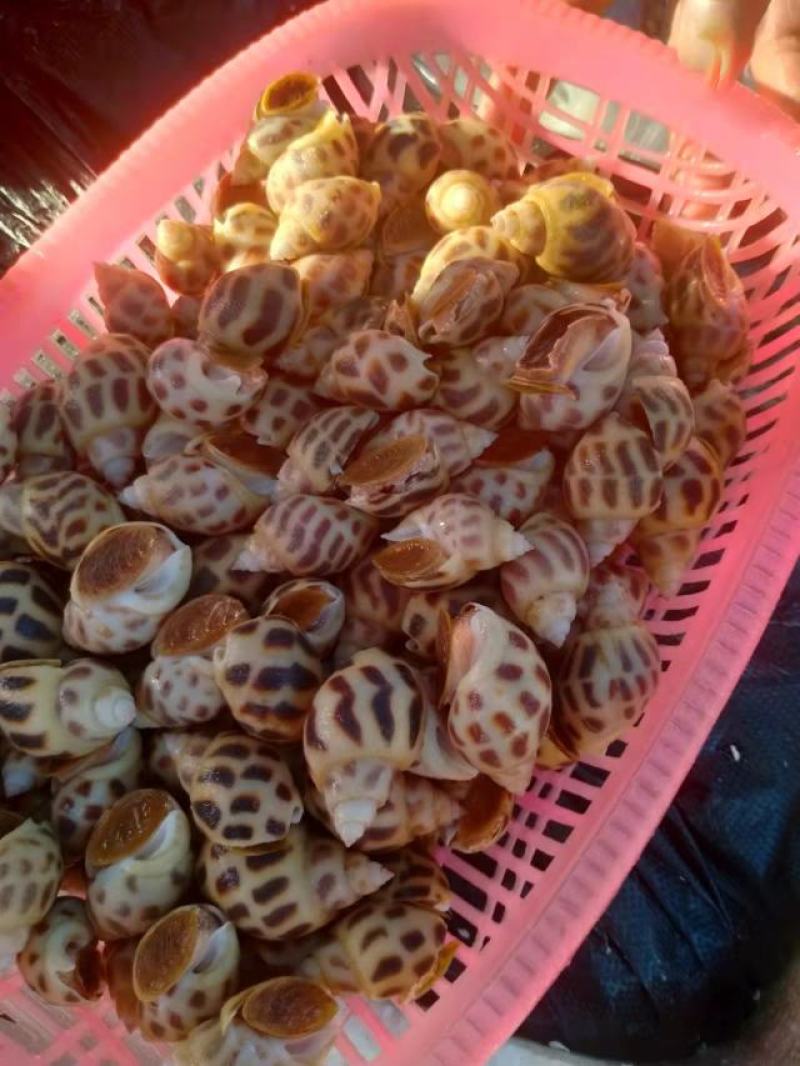 东方螺