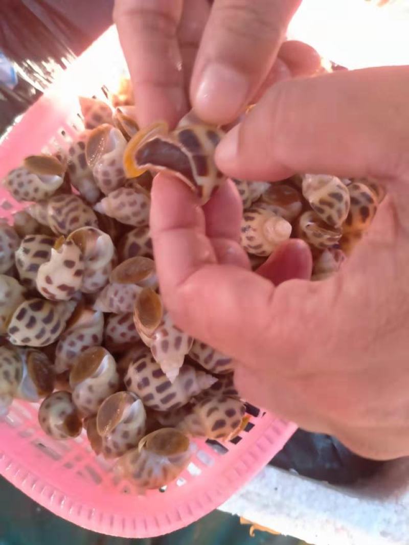 东方螺