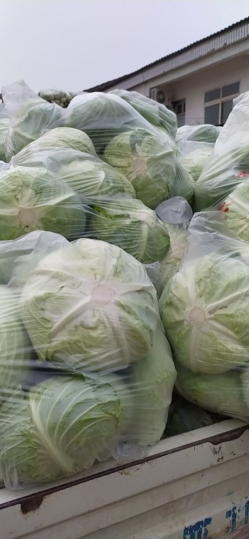 湖北当阳京丰平包包菜大量上市基地直供可视频看货