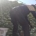 湖北当阳京丰平包包菜大量上市基地直供可视频看货