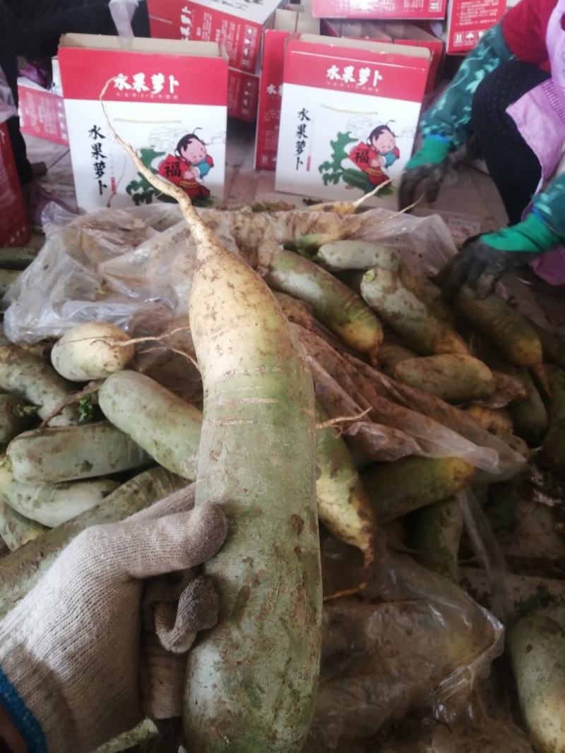 烟台莱阳水果萝卜，口感脆甜，全国发货。