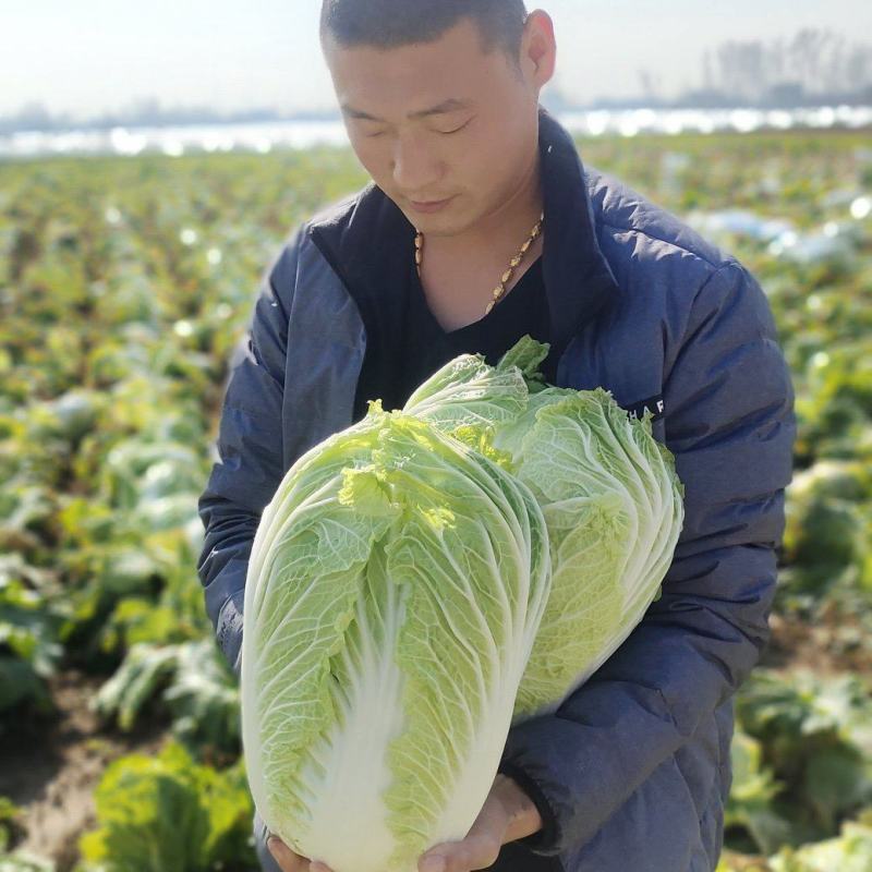 河南万亩大白菜种植发展示范基地【青杂三号白菜，黄心白菜】