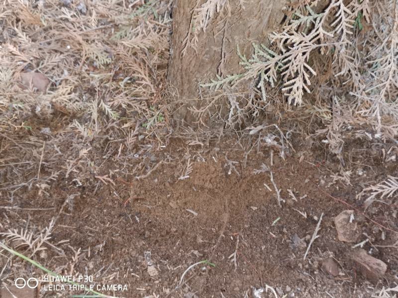 5000颗柏树苗大量出售5米左右
