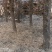 5000颗柏树苗大量出售5米左右