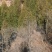5000颗柏树苗大量出售5米左右
