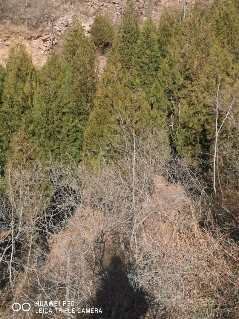 5000颗柏树苗大量出售5米左右