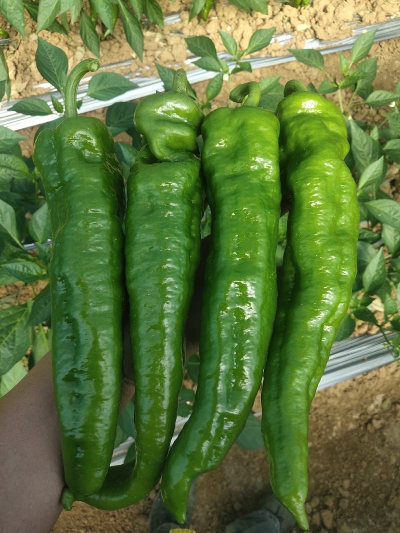 各类蔬菜代办价格面议