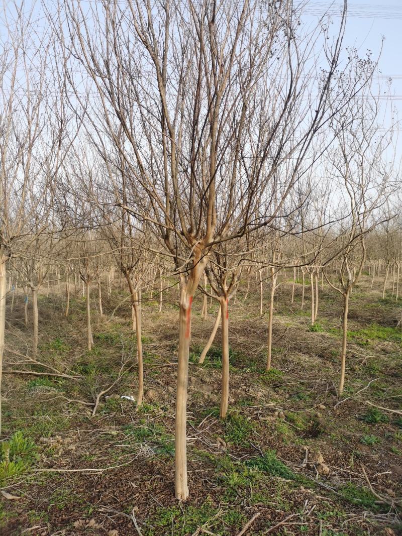 红花紫薇江苏沭阳基地直发无中间商欢迎新老客户考察洽谈