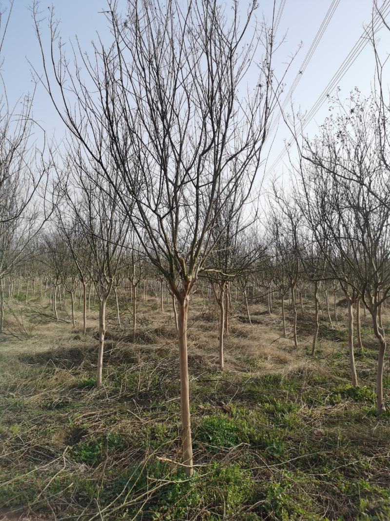 红花紫薇江苏沭阳基地直发无中间商欢迎新老客户考察洽谈